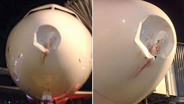 Một tàu bay bị móp do va phải chim tại Sân bay Nội Bài hối tháng 9/ 2015