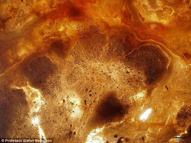 Hóa thạch tảo đỏ trong đá trầm tích ở Ấn Độ.