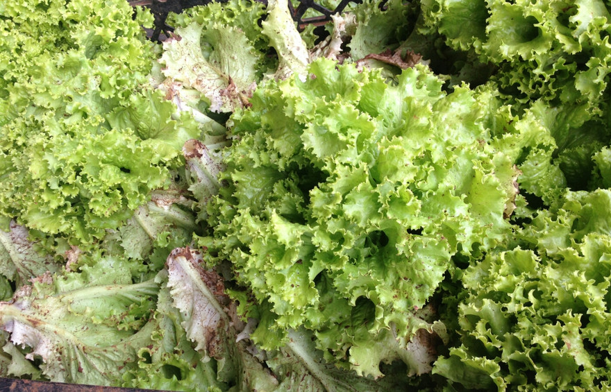 Xà lách bị dội chợ