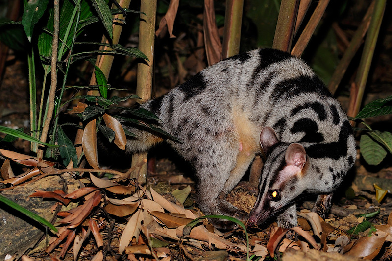 Người dân tự nguyện giao nộp 3 cá thể Cầy quý hiếm