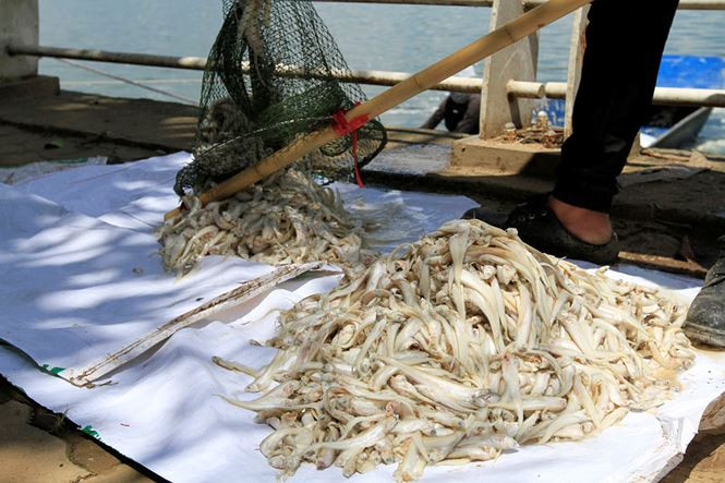 Sở Xây dựng cho biết cá chết do thời tiết khắc nghiệt