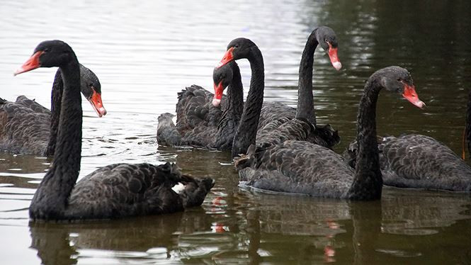 Đàn thiên nga được thả ở Hồ Gươm.