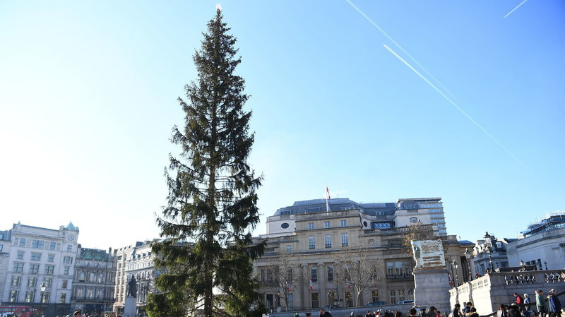 Cây vân sam Na Uy được đặt tại trung tâm London. Ảnh: AP.