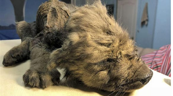 Xác chó con gần như nguyên vẹn sau 18.000 năm nằm trong băng hà vĩnh cửu. Ảnh: AP.