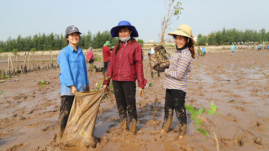 Thanh niên chung tay trồng hơn 8 nghìn cây phục hồi rừng ngập mặn giữ biển