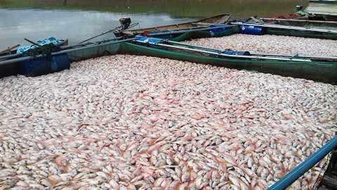 Cá chết đặc trong lồng bè