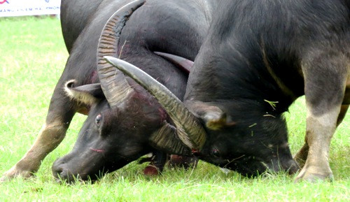 Trước sự việc trâu chọi số 18 húc chết chủ trên sới chọi, Lễ hội chọi trâu Đồ Sơn đã bị dừng. Ảnh: Giang Chinh