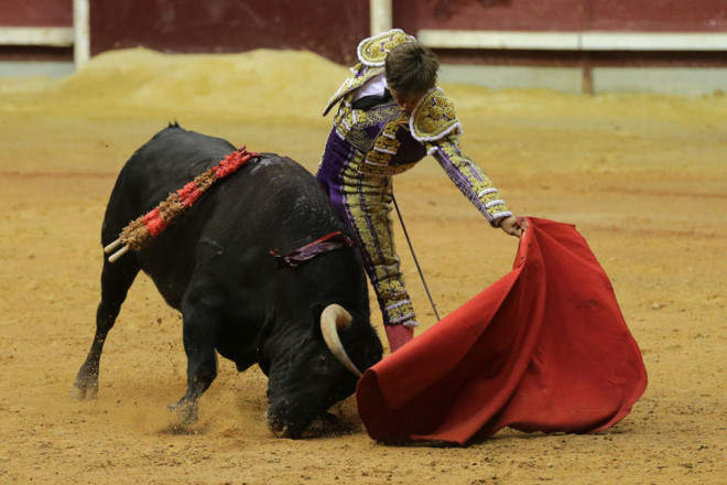 Xem trận đấu bò tót, nghĩ về hội chọi trâu Đồ Sơn