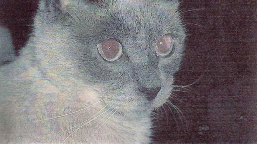 Chân dung mèo Scooter