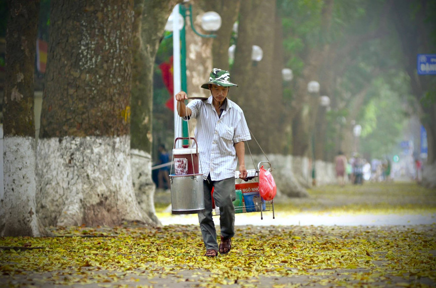 Hà Nội đẹp mơ màng mùa lá sấu dệt thảm vàng