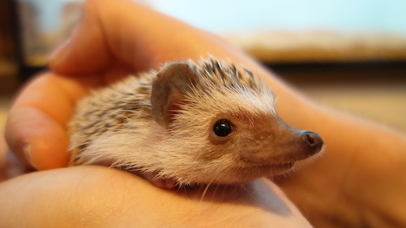 Bên trong quán café nhím độc đáo ở Nhật Bản