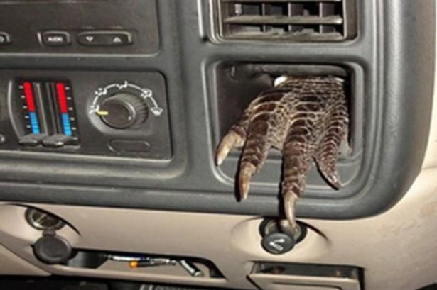 Chiếc chân cá sấu thò ra từ bảng điều khiển xe hơi.