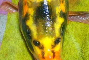 Giáo viên tiểu học bất ngờ câu được cá chép mặt người