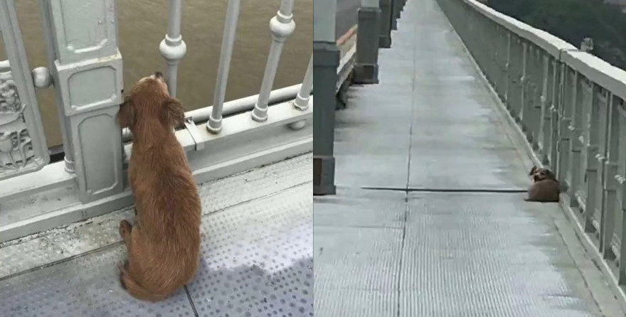 Chú chó không chịu ăn, uống, nhất quyết giữ nguyên vị trí chỉ để đợi chủ nhân quay về. 