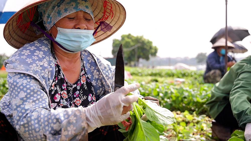 Nông dân tất bật ở vựa rau lớn nhất Hà Nội sau khi nới lỏng giãn cách