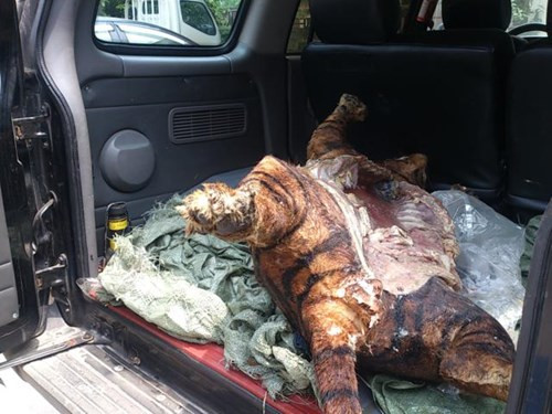 Bắt giam đôi nam nữ chở hổ về Hà Nội nấu cao