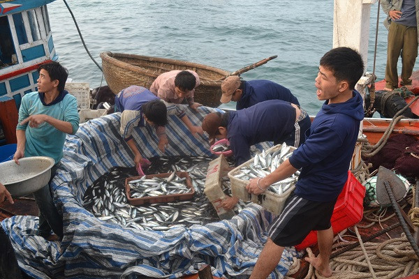 Nhiều tàu cá vây rút chì đêm của ngư dân Lý Sơn cho sản lượng khai thác cao.