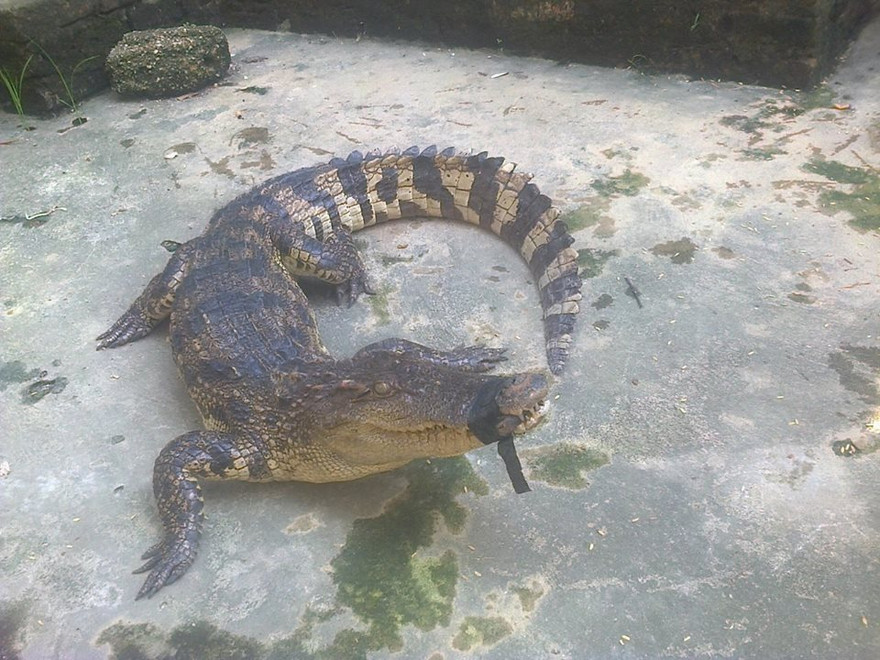 Con cá sấu bị bắt lên bờ, phá tan sự đồn thổi. Ảnh: Vũ Hiếu
