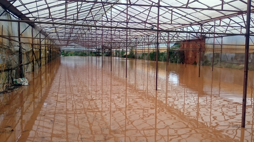 Nước tràn ngập những nhà kính trồng rau hoa công nghệ cao