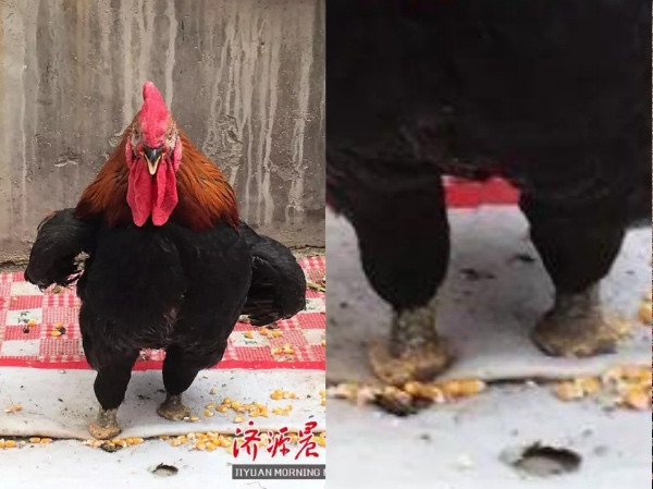 Gà trống dũng mãnh tự mổ gãy chân để đi lại bình thường