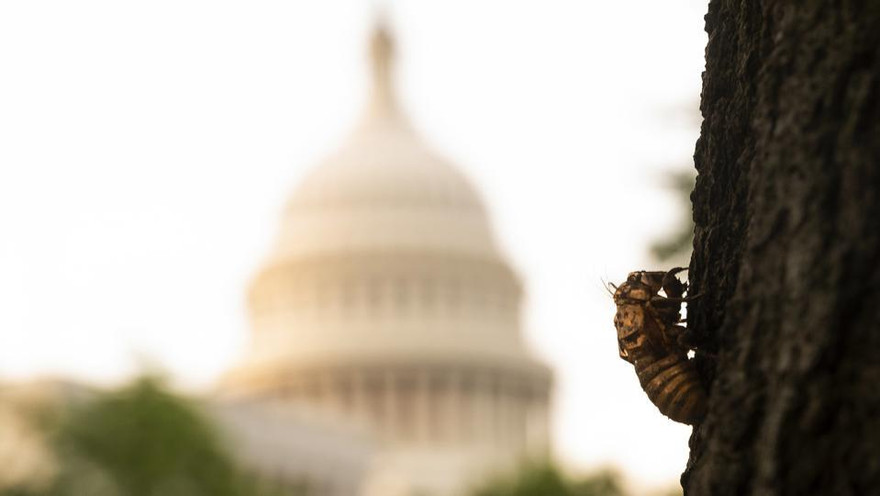 Xác ve sầu trên một thân cây bên ngoài Điện Capitol. Ảnh: Getty