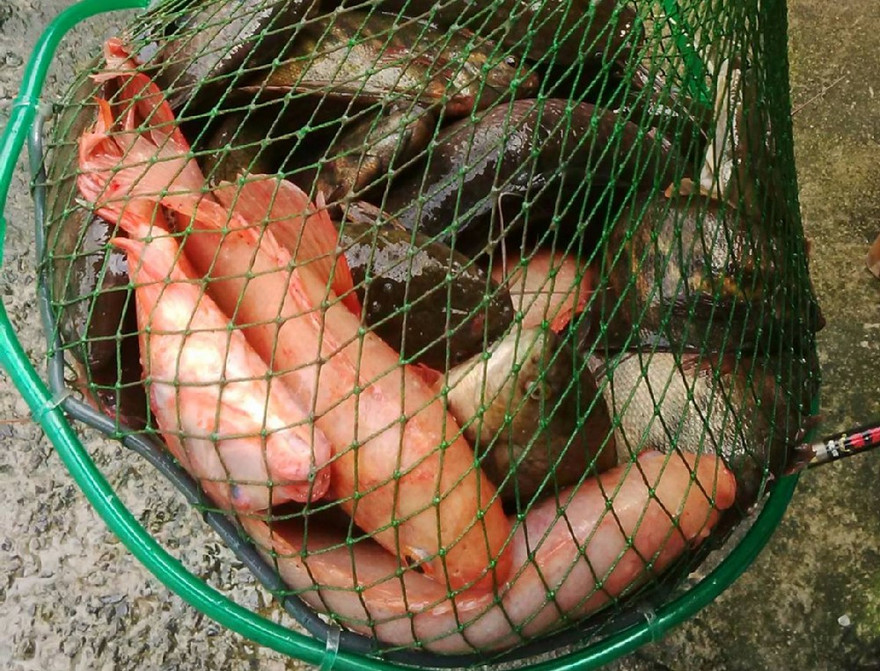 Mỗi ngày cần thủ bắt được hàng trăm kg cá.