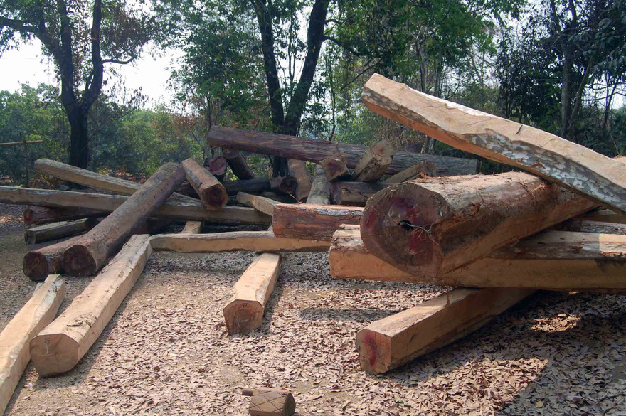 Gỗ lậu tập kết trong rẫy cà phê