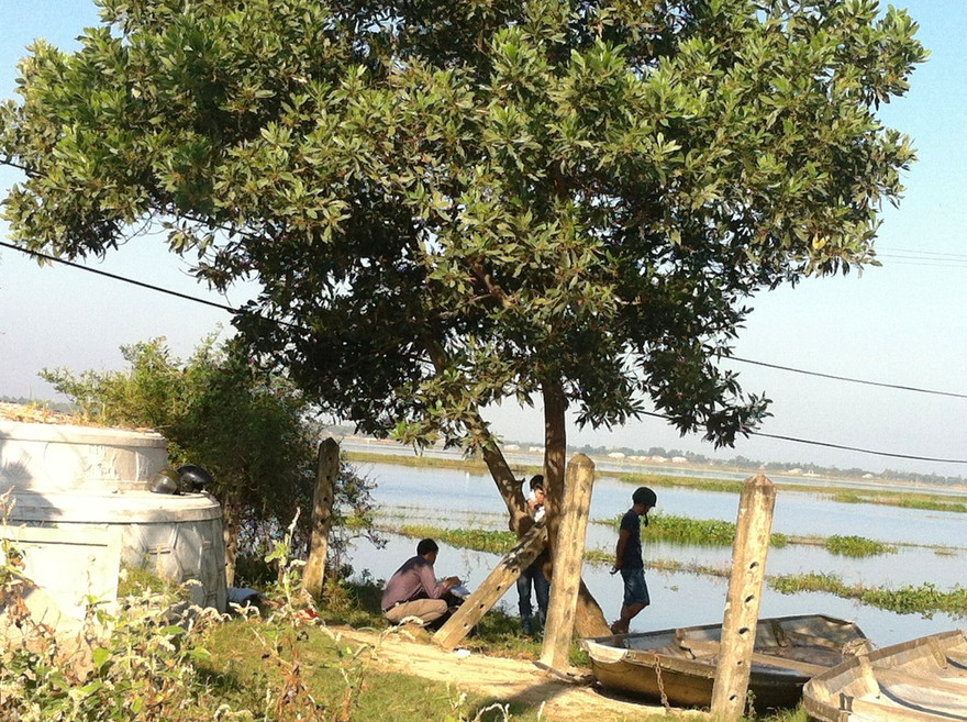 Vị trí cây tràm nơi nạn nhân được phát hiện chết trong tư thế treo cổ. Ảnh: C. Thành 