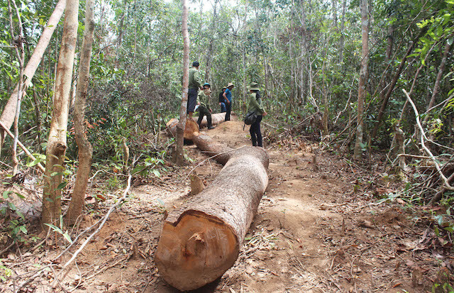Những lóng gỗ bị lâm tặc cướp rơi vãi trên đường vận chuyển