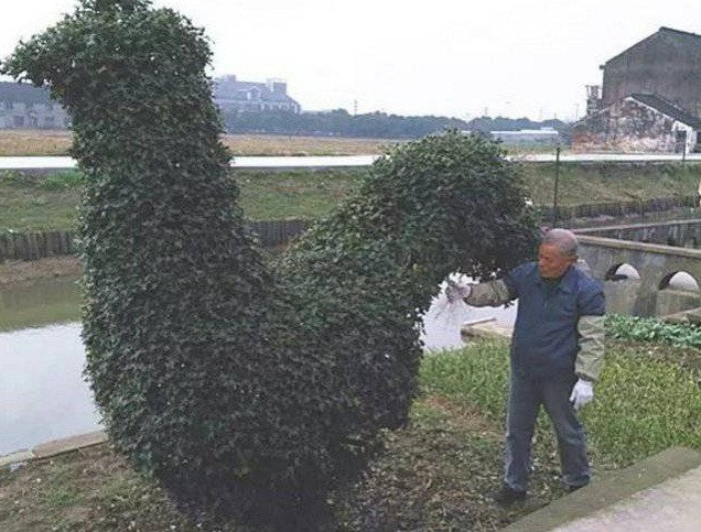 Bụi cây hình gà được trả giá 300 triệu vẫn không bán