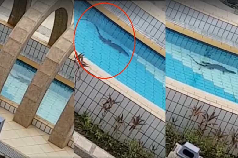 Hoảng hồn thấy kì đà dài 1m bơi lững lờ trong công viên nước