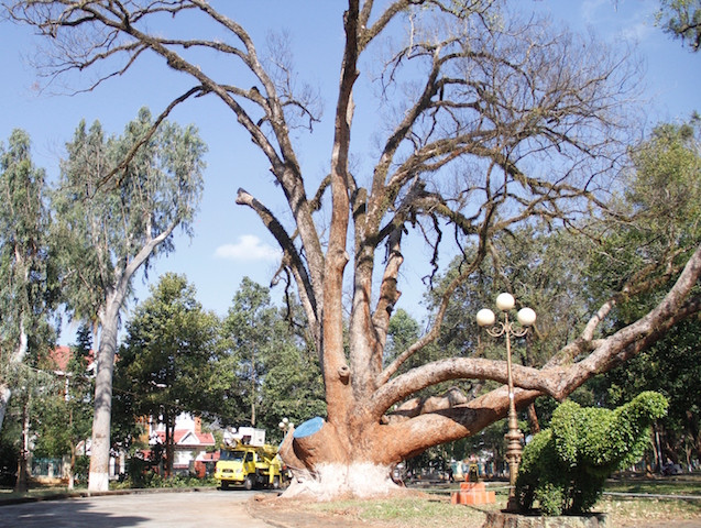 Nhiều cành của cây long não chết khô