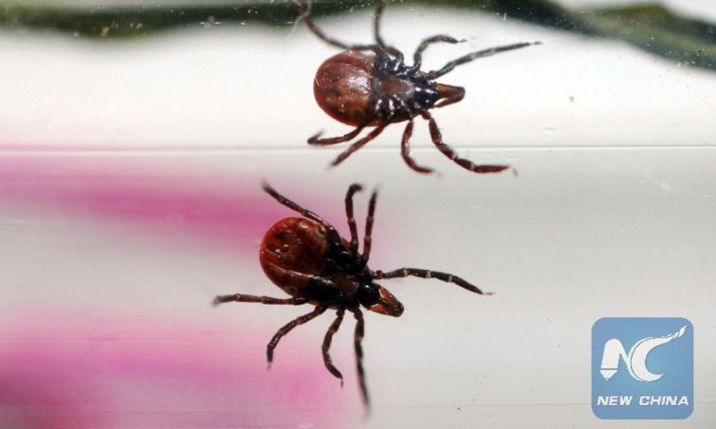 Bọ ve. Ảnh: Tân Hoa Xã