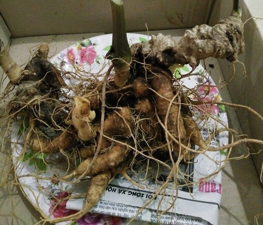 Củ sâm Ngọc Linh 30 năm tuổi quý hiếm