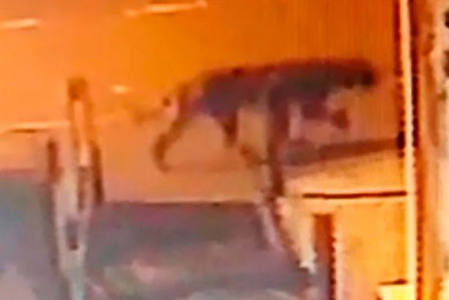 Phát hiện loài mèo lớn đi lại trong đêm tại Birmingham.