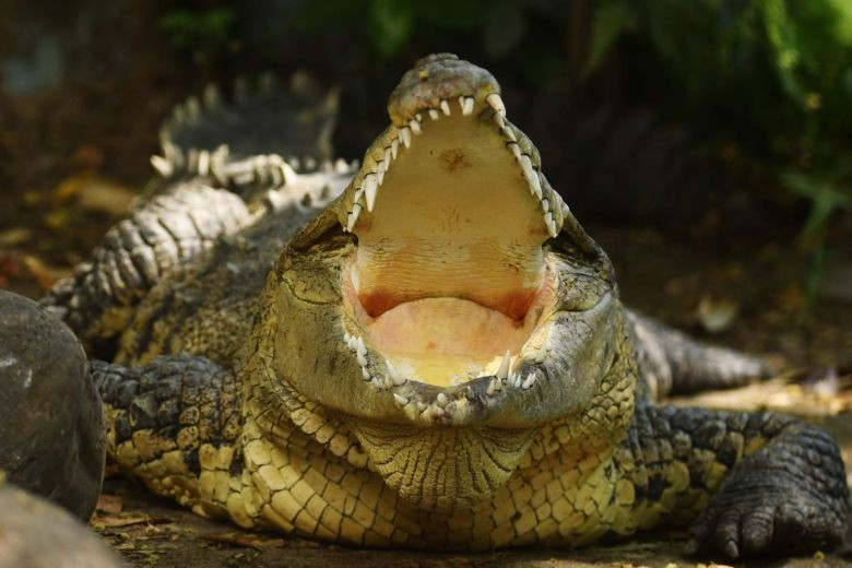 Ảnh minh họa: AFP