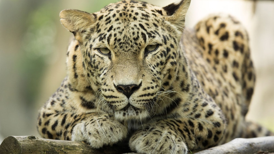 Ảnh minh hoạ: National Geographic