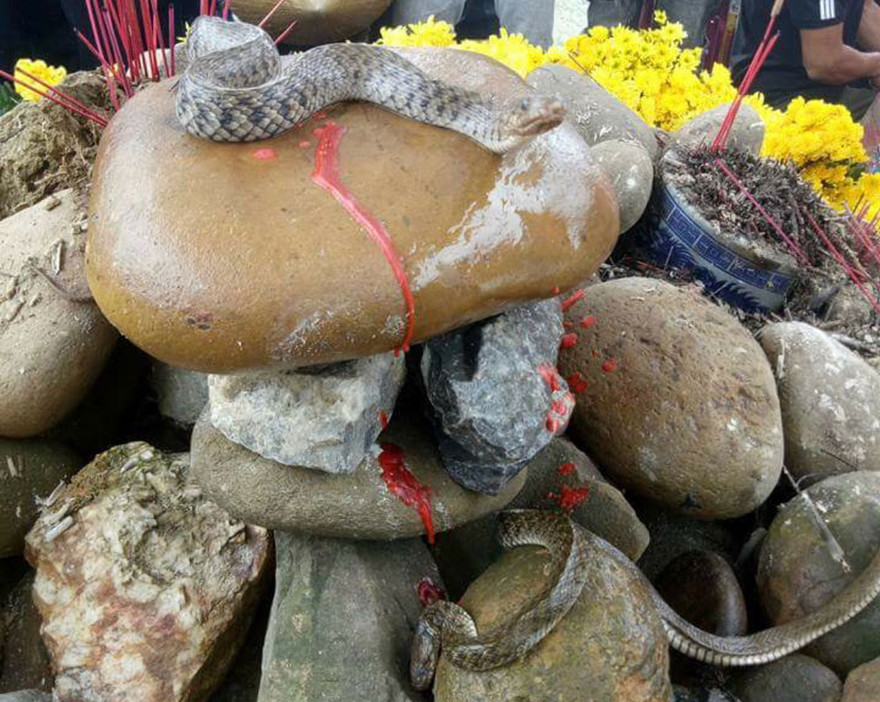 Người dân tụ tập cúng bái mê tín dị đoan bên ngôi mộ vô danh sau khi xuất hiện cặp rắn nước