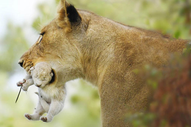 Phát hiện chú sư tử bạch tạng hoang dã siêu quý hiếm