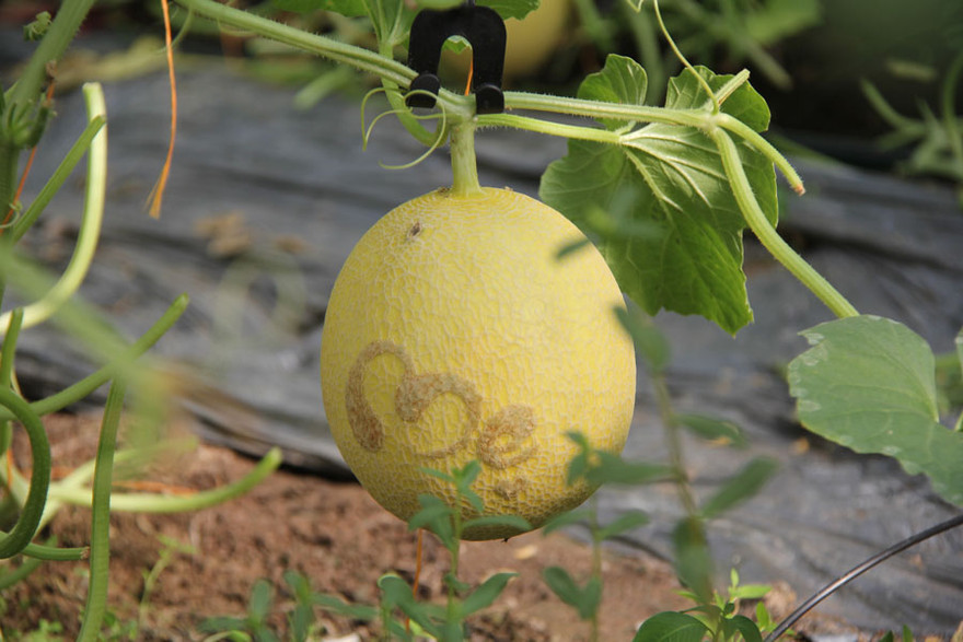 Dưa lưới in chữ “Mẹ”.