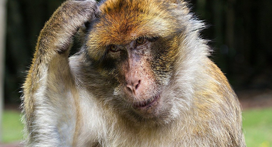 Ảnh minh hoạ: CC0