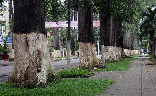 Hàng cổ thụ hơn trăm năm tuổi ở TP Trà Vinh. Ảnh: Cửu Long.