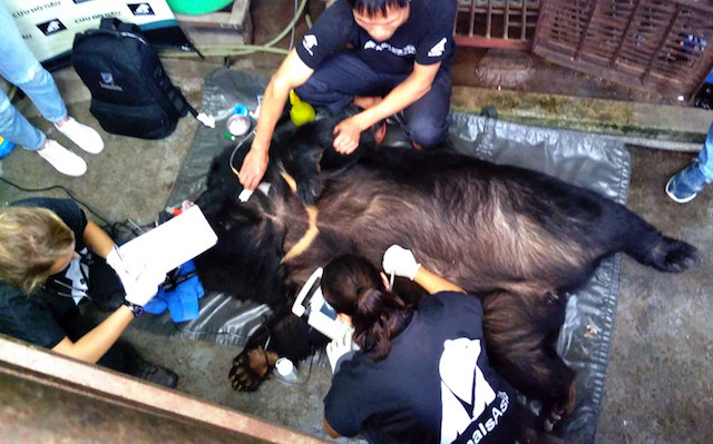 Khám sức khỏe cho gấu tại hiện trường cứu hộ.