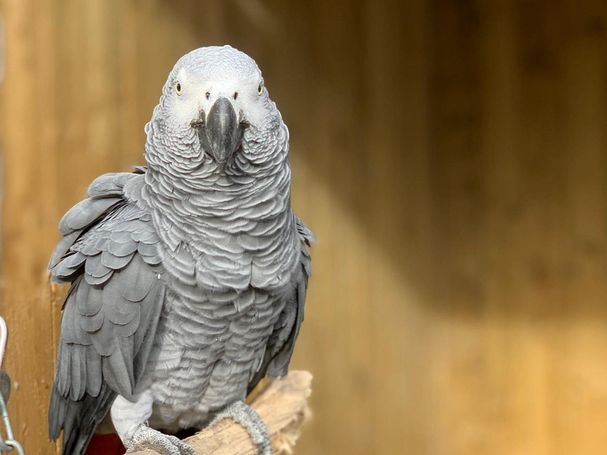 Một trong 5 con vẹt hung hăng ở vườn thú Lincolnshire. Ảnh: Facebook 