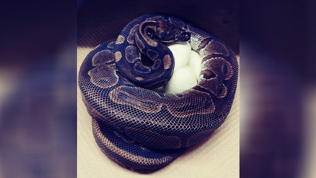 Con trăn cái 62 tuổi ở Vườn thú Saint Louis. Ảnh: CNN