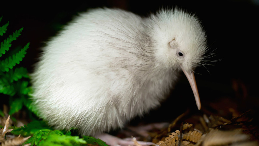 Cá thể kiwi cái Manukura. Ảnh: Getty