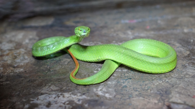 Người dân hoang mang vì rắn lục đuôi đỏ bò vào nhà