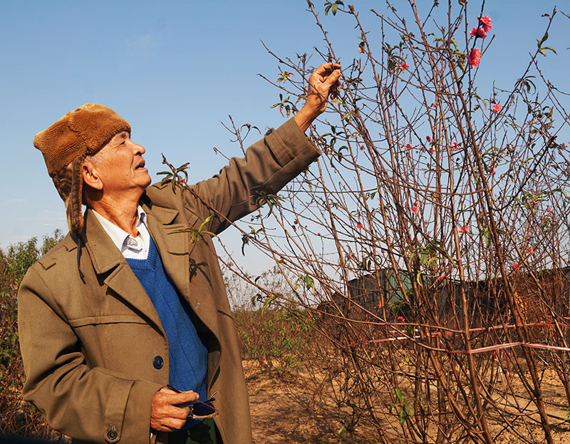 Đào Nhật Tân nở sớm mang không khí Tết tràn về