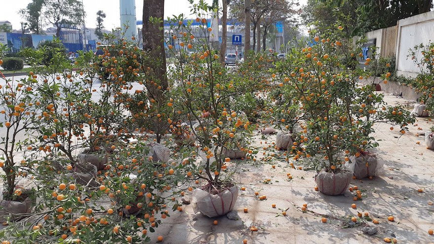 Hàng trăm cây quất bị "bỏ rơi" trên đường Tố Hữu. Ảnh: M.Đ