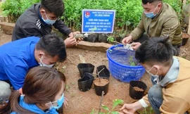 Vườn ươm thanh niên phát triển kinh tế, xóa đói giảm nghèo vùng phên dậu